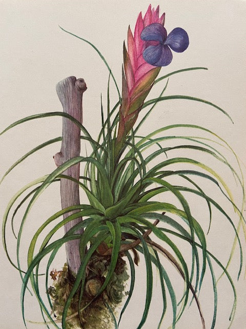 Framed Vintage Tropical Botanical Print, Purple Flower, Old Book Plate, Nature Inspired Prints, Hanging, Bright Wall Art, Gallery Wall Decor, Foliage Prints (Copy)