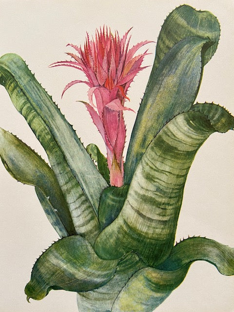 Framed Vintage Tropical Botanical Print, Pink Flower, Old Book Plate, Nature Inspired Prints, Hanging, Bright Wall Art, Gallery Wall Decor, Foliage Prints