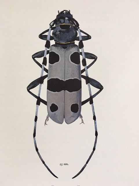 Vintage Bug Art, Nature Print, Black Bug, Hairy, Beetle Print, Bug, Insect Art, Hanging, Sustainable, Framed Wall Art, Nature Inspired Gift