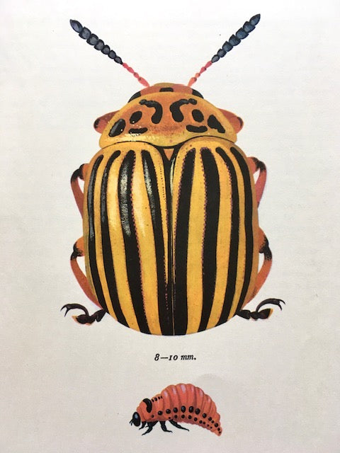 Vintage Bug Art, Nature Print, Yellow Stripy Bug, Beetle Print, Insect Illustrations, Sustainable Art, Framed Hanging Wall Art, Nature Inspired Gift