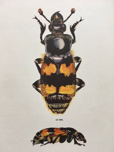 Vintage Bug Print, Original Print, Beetle Art Print, Bee Print, Insect Art, Nature Print. Hanging Wall Art, Nature Gifts, Framed Wall Art