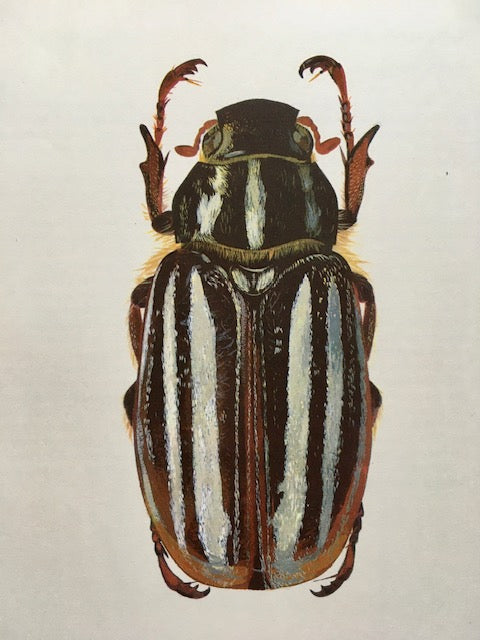 Framed Vintage Bug Book Plate, Brown Beetle Print, Bug, Print, Framed Vintage Art, Hanging Wall Art, Unique Gifts