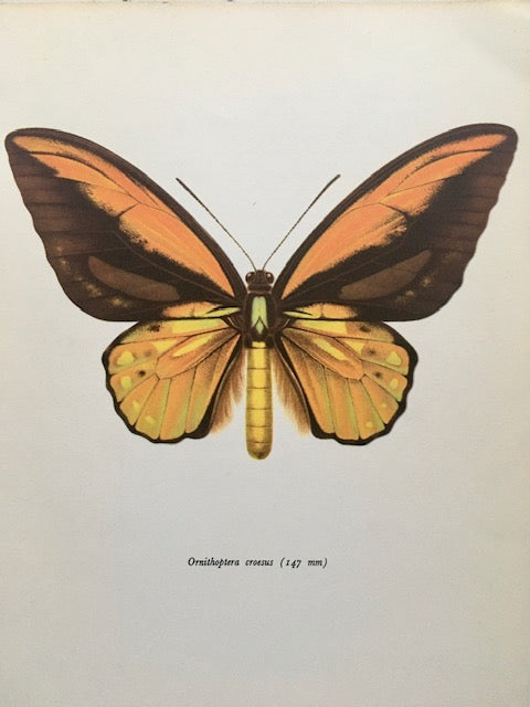 Vintage Framed Insect Print, Orange Butterfly Art, Book Plate, Sustainable Art, Gallery, Nature Inspired, Hanging, Wall Art, Small Gift