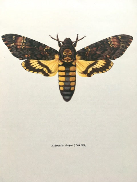 Vintage Framed Insect Print, Elephant Moth, Death Hawk Moth Art, Book Plate, Sustainable Art, Gallery, Nature Inspired, Hanging, Wall Art, Small Gift