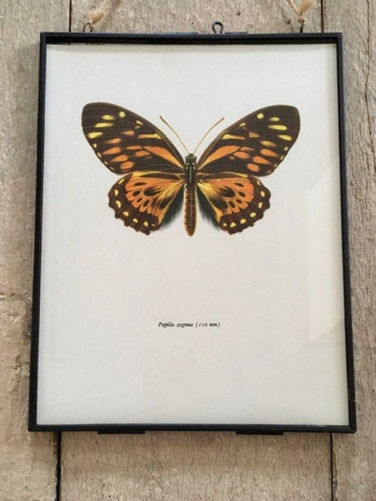 Vintage Framed Insect Print, Orange Butterfly Art, Book Plate, Sustainable Art, Gallery, Nature Inspired, Hanging, Wall Art, Small Gift
