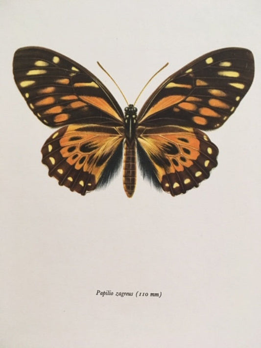 Vintage Framed Insect Print, Orange Butterfly Art, Book Plate, Sustainable Art, Gallery, Nature Inspired, Hanging, Wall Art, Small Gift