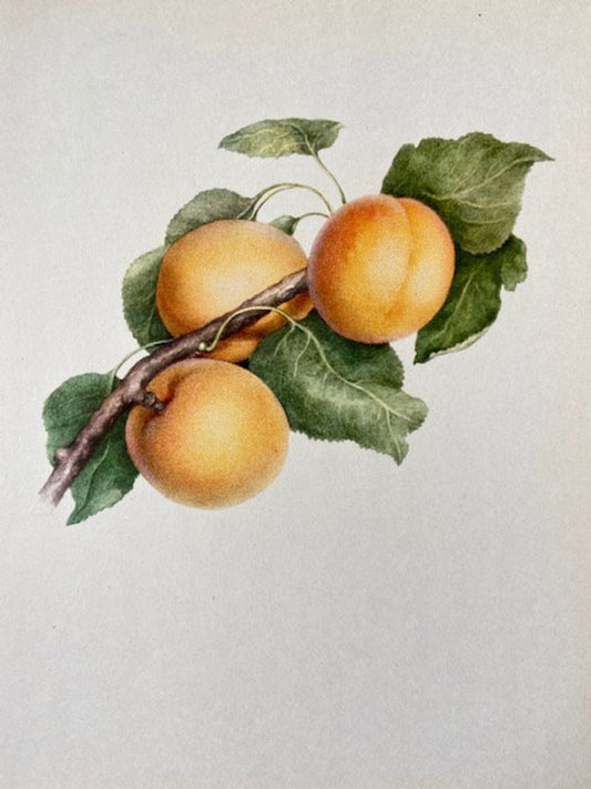 Vintage Lemon Fruit Print, Fruit Book Plate, Bright Wall Art, Colourful Fruit Illustrations, Nature Inspired Gift, Framed Hanging Wall Art