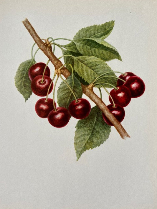 Vintage Fruit Print, Black Cherry Art, Summer Fruit Illustrations, Nature Prints, Framed Hanging Wall Art, Natural Art