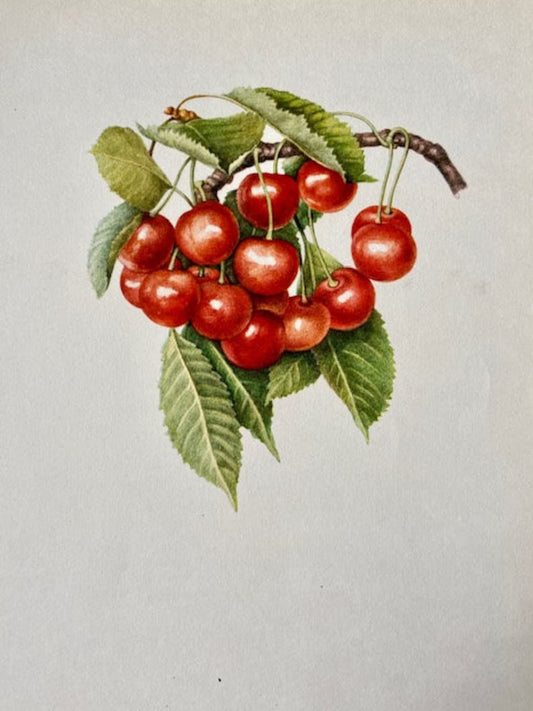 Vintage Cherry Print, Fruit Book Plate, Red Cherry Art, Summer Fruit Illustrations, Nature Prints, Framed Hanging Wall Art, Natural Art