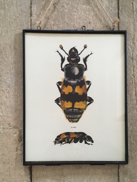Vintage Bug Print, Original Print, Beetle Art Print, Bee Print, Insect Art, Nature Print. Hanging Wall Art, Nature Gifts, Framed Wall Art