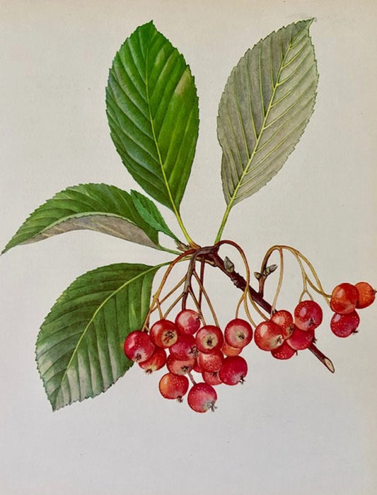 Vintage Forest Print, Nature, Woodland Art, Tree Book Plate, Red Berries, Autumnal Print, Framed Art, Nature Inspired, Lithographs