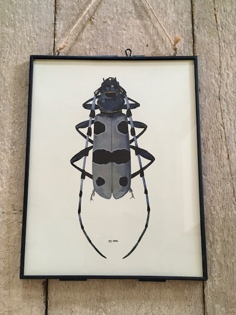 Vintage Bug Art, Nature Print, Black Bug, Hairy, Beetle Print, Bug, Insect Art, Hanging, Sustainable, Framed Wall Art, Nature Inspired Gift