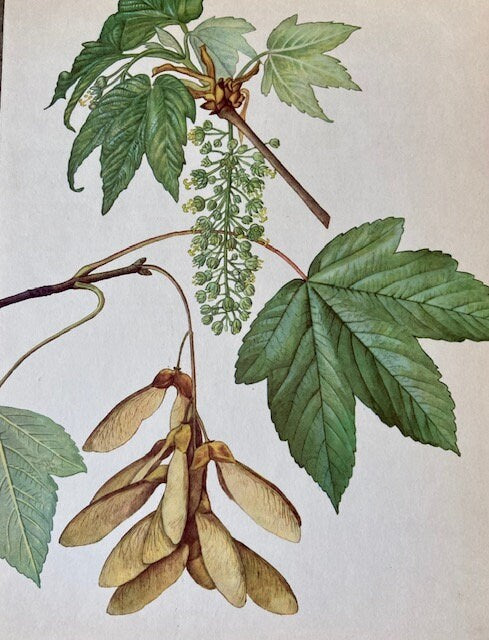 Vintage Maple Leaf Art, Tree Book Plate, Woodland Forest Print, Framed Hanging Wall Art, Gallery Wall, Nature Gift, Rustic Home Decor