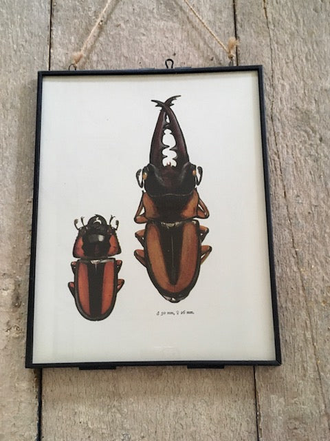Framed Vintage Bug Book Plate, Brown Beetle Print, Bug, Print, Framed Vintage Art, Hanging Wall Art, Unique Gifts