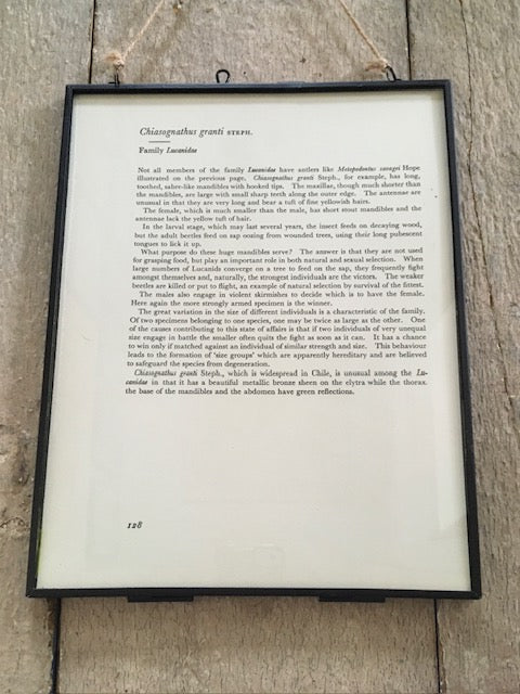 Framed Vintage Bug Book Plate, Brown Beetle Print, Bug, Print, Framed Vintage Art, Hanging Wall Art, Unique Gifts