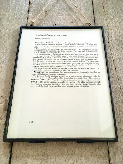 Vintage Bug Print, Large Green Beetle Art Print, Insect Art, Nature Print, Original Book Print, Hanging Wall Art, Nature Gifts, Framed Wall Art