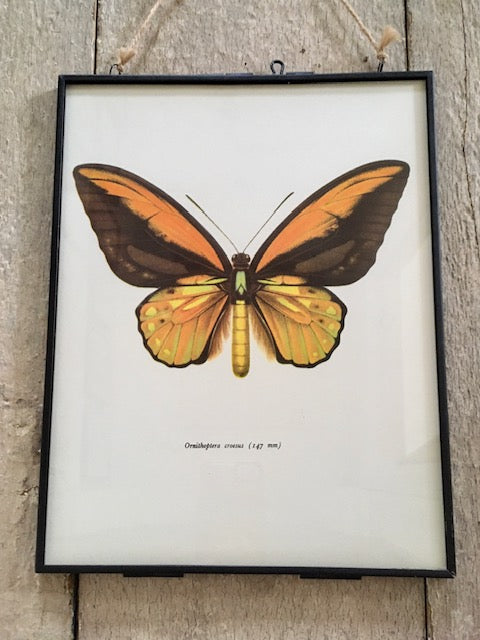 Vintage Framed Insect Print, Orange Butterfly Art, Book Plate, Sustainable Art, Gallery, Nature Inspired, Hanging, Wall Art, Small Gift