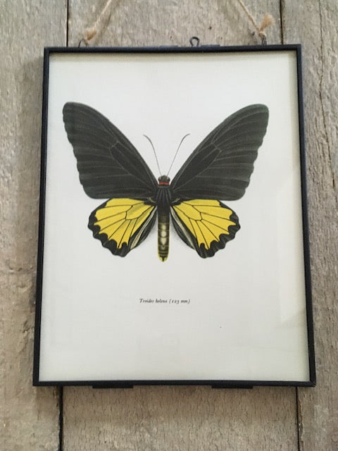 Vintage Yellow And Black Butterfly Art, Bug Print, Insect Illustration, Old Book Plate, Bright Colourful Wall Art, Framed Moth Book Illustration, Nature Inspired Art