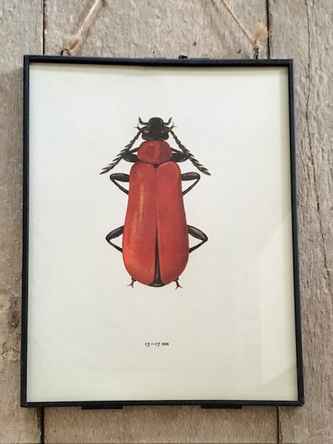 Vintage Red Bug Prints, Old Book Plate, Red Beetle Illustration, Framed Sustainable Art, Hanging Wall Art, Nature Art, Unusual Vintage Gifts