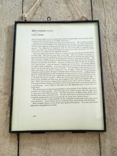 Vintage Red Bug Prints, Old Book Plate, Red Beetle Illustration, Framed Sustainable Art, Hanging Wall Art, Nature Art, Unusual Vintage Gifts