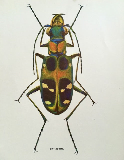 Vintage Bug Art, Nature Print, Black Bug, Hairy, Beetle Print, Bug, Insect Art, Hanging, Sustainable, Framed Wall Art, Nature Inspired Gift