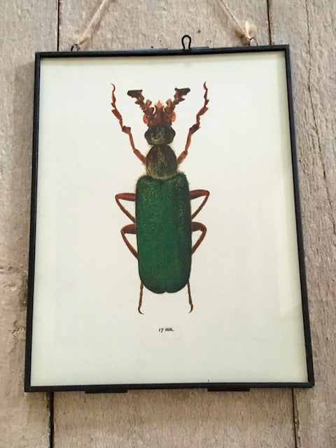 Vintage Bug Print, Green Beetle Art Print, Insect Art, Nature Print, Original Book Print, Hanging Wall Art, Nature Gifts, Framed Wall Art