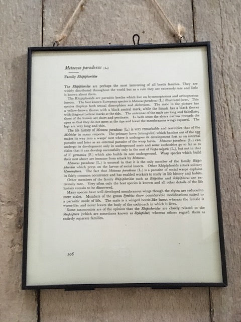 Vintage Bug Print, Green Beetle Art Print, Insect Art, Nature Print, Original Book Print, Hanging Wall Art, Nature Gifts, Framed Wall Art