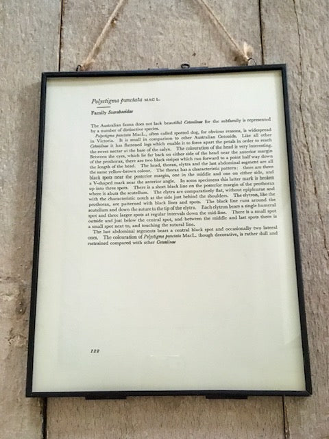 Vintage Bug Print, Large Green Beetle Art Print, Insect Art, Nature Print, Original Book Print, Hanging Wall Art, Nature Gifts, Framed Wall Art