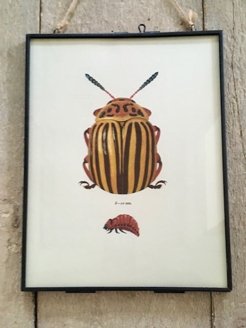 Vintage Bug Art, Nature Print, Yellow Stripy Bug, Beetle Print, Insect Illustrations, Sustainable Art, Framed Hanging Wall Art, Nature Inspired Gift