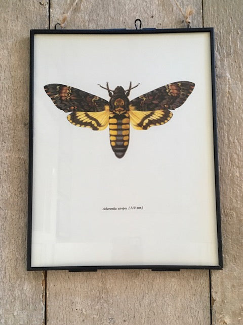 Vintage Framed Insect Print, Elephant Moth, Death Hawk Moth Art, Book Plate, Sustainable Art, Gallery, Nature Inspired, Hanging, Wall Art, Small Gift