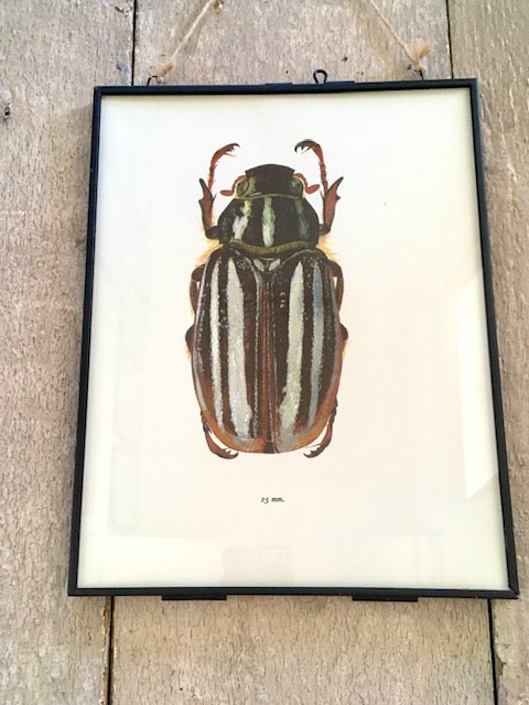 Framed Vintage Bug Book Plate, Brown Beetle Print, Bug, Print, Framed Vintage Art, Hanging Wall Art, Unique Gifts