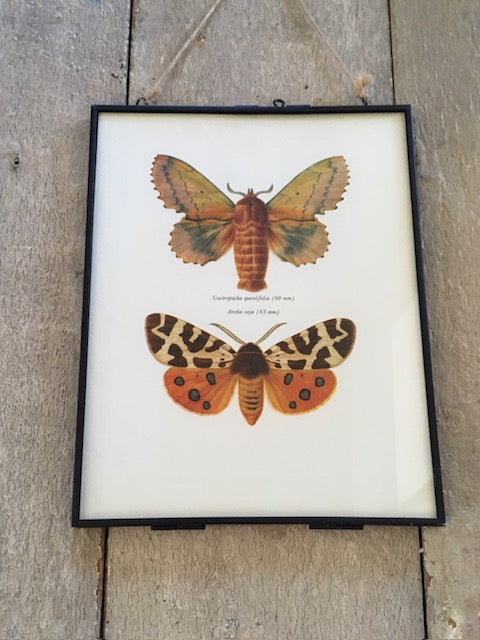 Vintage, Framed Duo Moth Print, Orange & Brown, Butterfly Book Plate, Old Insect Book Print, Bright Art, Hanging Wall Art, Nature Inspired Gifts