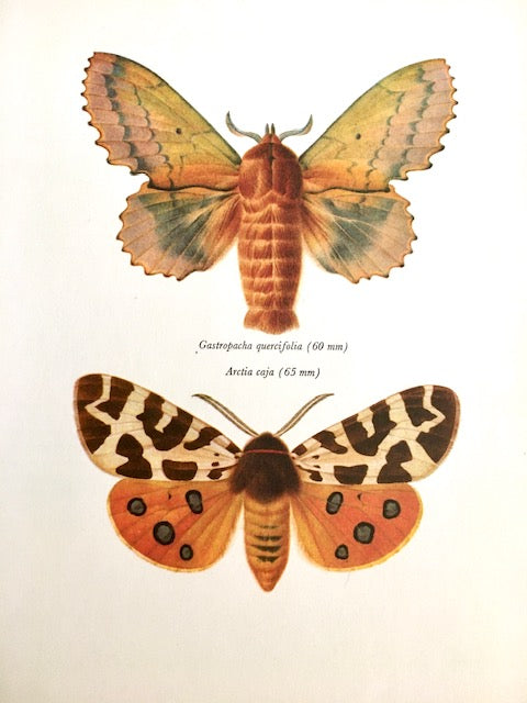 Vintage, Framed Duo Moth Print, Orange & Brown, Butterfly Book Plate, Old Insect Book Print, Bright Art, Hanging Wall Art, Nature Inspired Gifts