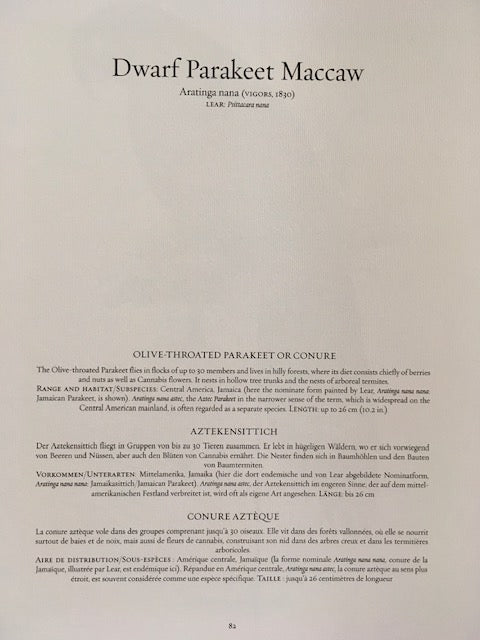 Vintage Colourful Parrot Print, Tropical Birds, Parrot, Art Jungle Prints, Bird Illustrations, Vintage Wall Art, Prints, Hanging Wall Art