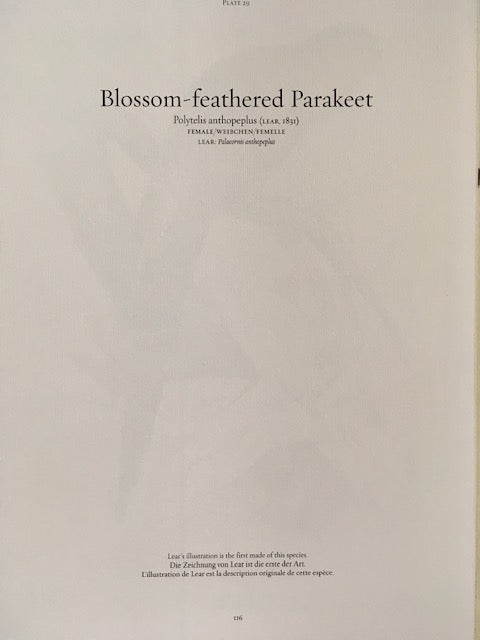 Vintage Original, Large Parrot Print, Tropical Bird, NOT a Digital REPRINT, Colourful, Jungle, Bird, Bright, Gallery, Unframed, Wall Art