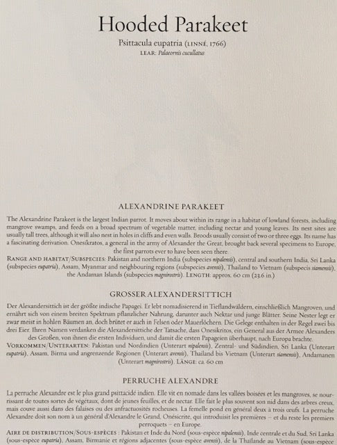 Vintage Parrot Print, Tropical Birds, Colourful , Parrot, Art Jungle Prints, Bird Illustrations, Vintage Wall Art, Prints, Hanging Wall Art