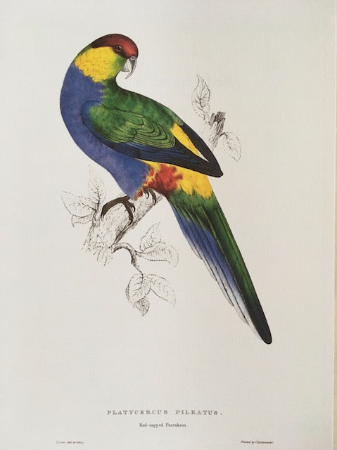 Vintage Colourful Parrot Print, Tropical Birds, Parrot, Art Jungle Prints, Bird Illustrations, Vintage Wall Art, Prints, Hanging Wall Art