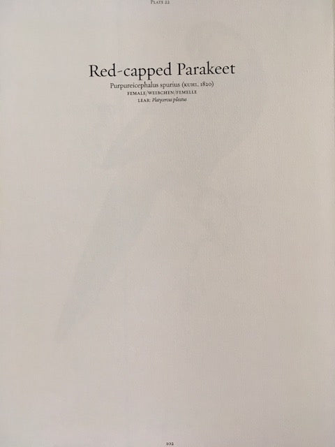 Vintage Colourful Parrot Print, Tropical Birds, Parrot, Art Jungle Prints, Bird Illustrations, Vintage Wall Art, Prints, Hanging Wall Art