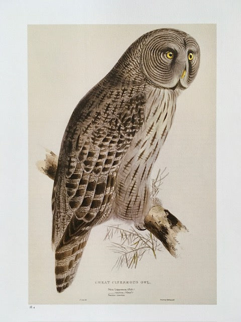 Vintage Owl Book Print, Bird Of Prey Art, Bird Illustrations, Nature Prints, Vintage Wall Art, Prints, Hanging Wall Art, Home Decor