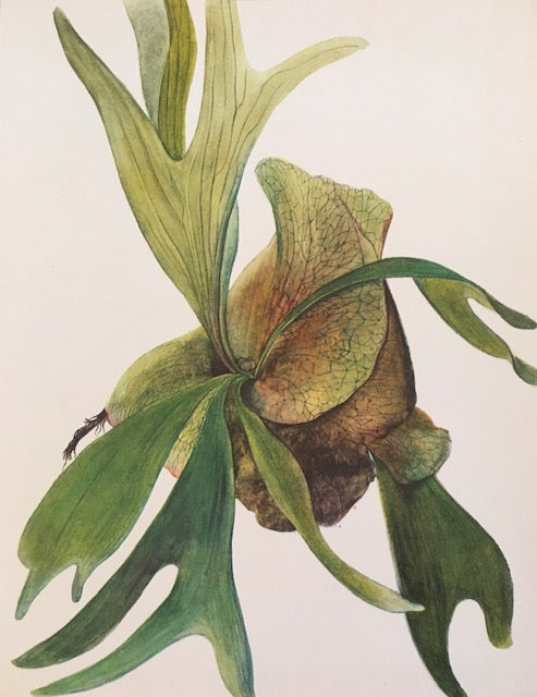 Vintage Tropical Flower Print, Azalea, Jungle Art, Succulent, Old Book Plate, Nature Inspired, Botanical, Green, Foliage, Print, Hanging, Gallery Wall Art, Sustainable, Gift