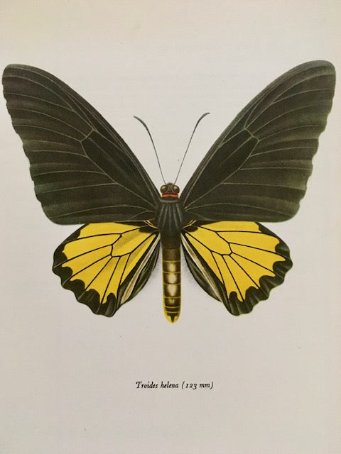 Vintage Yellow And Black Butterfly Art, Bug Print, Insect Illustration, Old Book Plate, Bright Colourful Wall Art, Framed Moth Book Illustration, Nature Inspired Art
