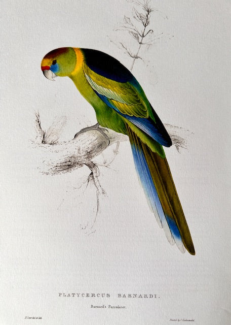 Vintage Original Colourful, Parrot Print, Tropical Bird, Bright Parrot, Jungle Art, Illustration, Wall Art Decor, NOT a Digital Reprint,