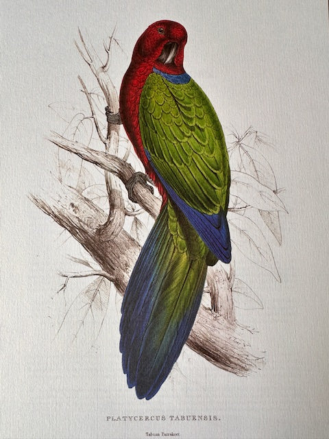 Vintage Original Colourful, Parrot Print, Tropical Bird, Bright Parrot, Jungle Art, Illustration, Wall Art Decor, NOT a Digital Reprint