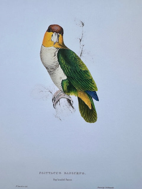 Vintage Original Colourful, Parrot Print, Tropical Bird, Bright Parrot, Jungle Art, Illustration, Wall Art Decor, NOT a Digital Reprint