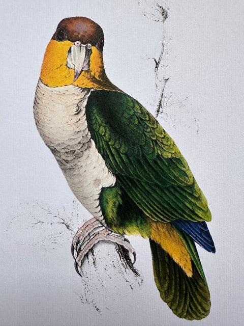 Vintage Original Colourful, Parrot Print, Tropical Bird, Bright Parrot, Jungle Art, Illustration, Wall Art Decor, NOT a Digital Reprint