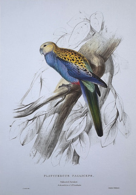 Vintage Colourful Parrot Print, Tropical Birds, Parrot, Art Jungle Prints, Bird Illustrations, Vintage Wall Art, Prints, Hanging Wall Art