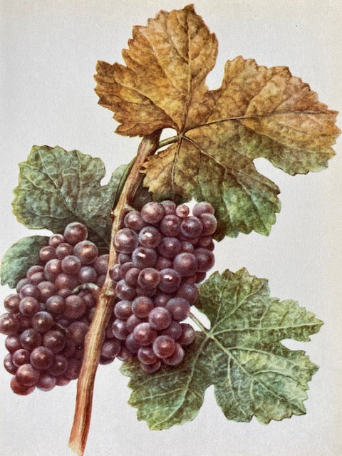 Vintage Art, Fruit Book Plate, Black Grape, Soft Summer Fruit Illustrations, Nature Prints, Framed Hanging Wall Art, Natural Art, Botanical
