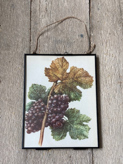 Vintage Art, Fruit Book Plate, Black Grape, Soft Summer Fruit Illustrations, Nature Prints, Framed Hanging Wall Art, Natural Art, Botanical