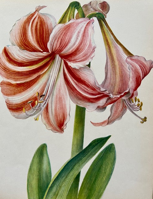 Framed Vintage Tropical Botanical Print, Pink Flower, Old Book Plate, Nature Inspired Prints, Hanging, Bright Wall Art, Gallery Wall Decor, Foliage Prints (Copy)