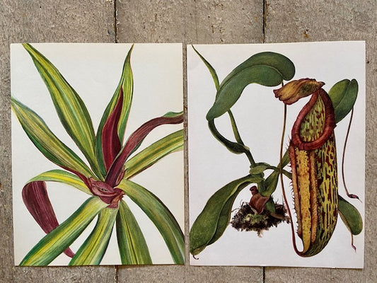 Vintage Tropical Purple Flower Print, Bright Jungle Wall Art, Colour Pop Hanging Wall Art, Modern Framed Ready To Hang Art, Maximalist Decor